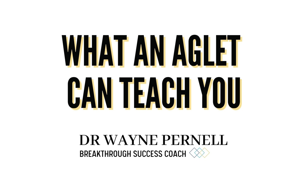 What An Aglet Can Teach You — Wednesdays with Wayne note by Dr. Wayne Pernell